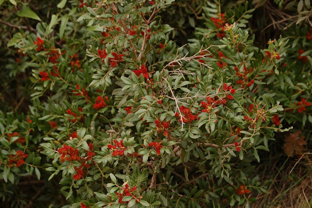 Pistácia mastixová. Autor: KoS – Vlastní dílo, Volné dílo