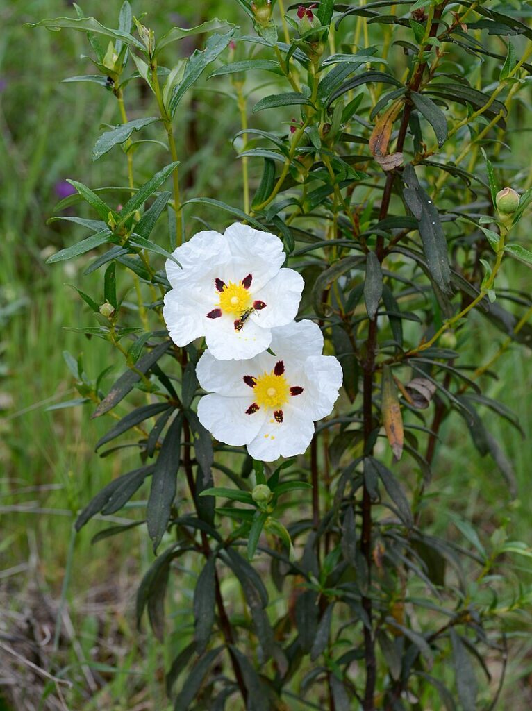 Cistus ladanifer. By Alvesgaspar - Own work, CC BY-SA 3.0, 